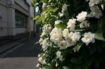 163.jpg