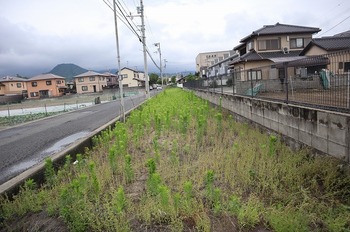 IMG_7778.jpg